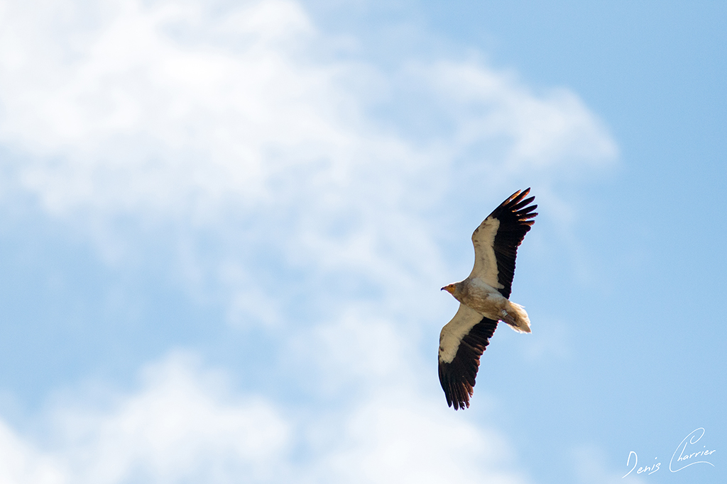 Vautour Percnoptère en vol en Ardèche